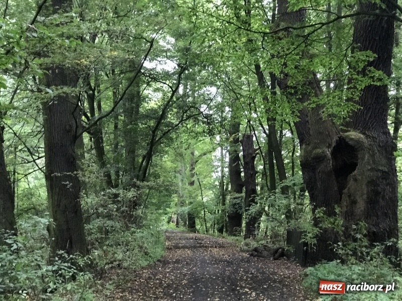 Zdjęcie w galerii na portalu naszraciborz.pl: Rezerwat Łężczok będzie miał nowe ścieżki spacerowe  wiadomości z regionu