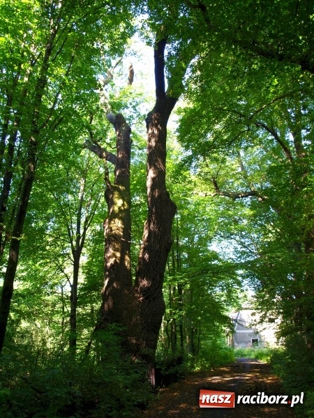 Zdjęcie w galerii na portalu naszraciborz.pl: Rezerwat Łężczok będzie miał nowe ścieżki spacerowe  wiadomości z regionu
