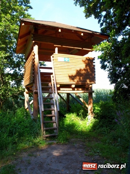 Zdjęcie w galerii na portalu naszraciborz.pl: Rezerwat Łężczok będzie miał nowe ścieżki spacerowe  wiadomości z regionu