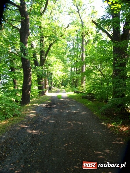 Zdjęcie w galerii na portalu naszraciborz.pl: Rezerwat Łężczok będzie miał nowe ścieżki spacerowe  wiadomości z regionu