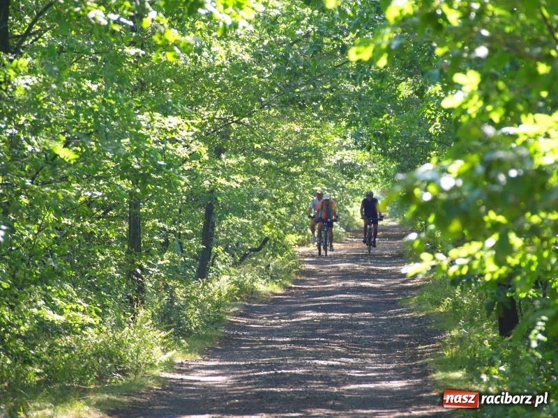 Zdjęcie w galerii na portalu naszraciborz.pl: Rezerwat Łężczok będzie miał nowe ścieżki spacerowe  wiadomości z regionu