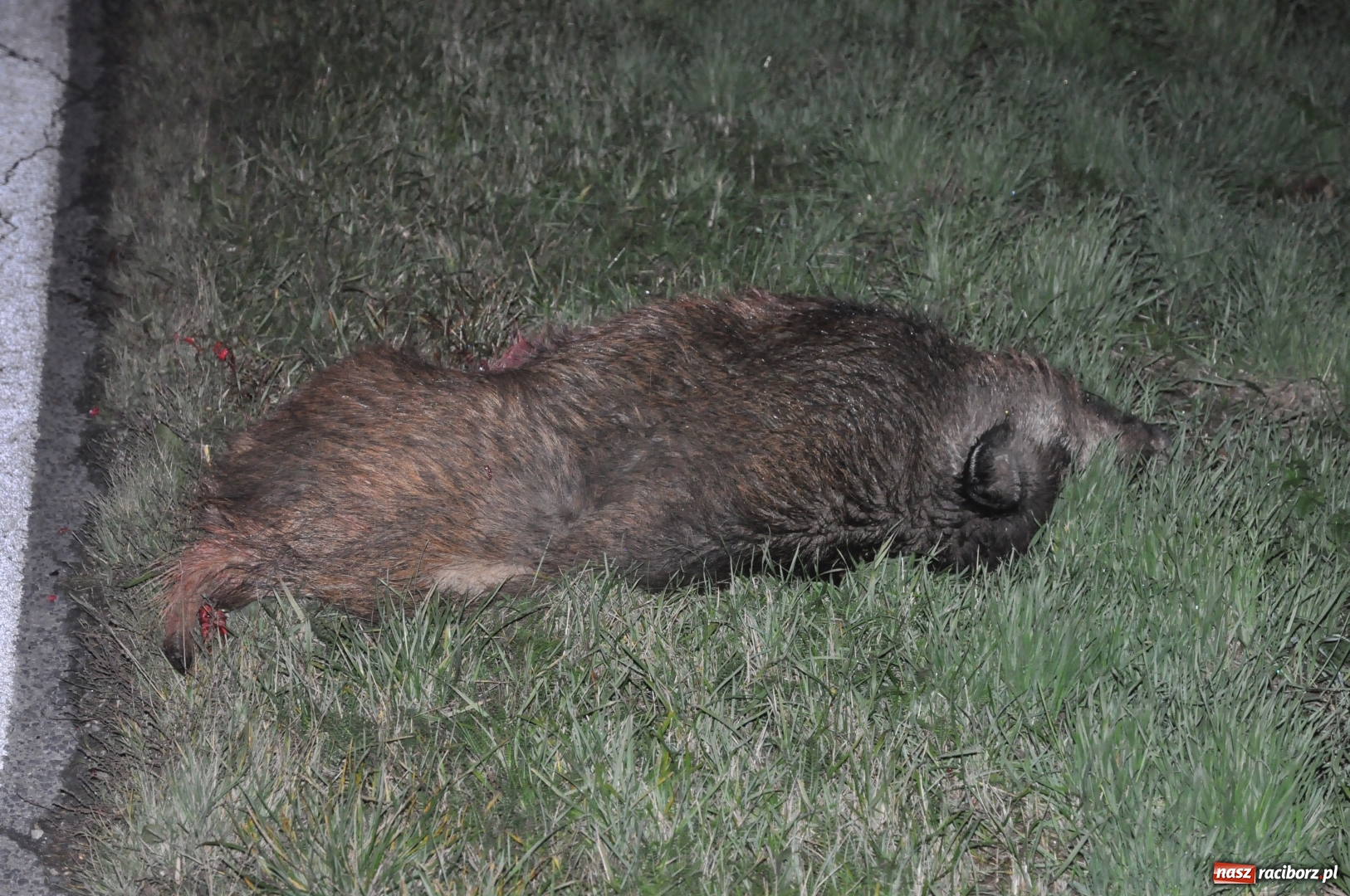 Zdjęcie w galerii na portalu naszraciborz.pl: O włos od tragedii. Nissan dachował na DK 45 pomiędzy Raciborzem a Bieńkowicami  wiadomości z regionu