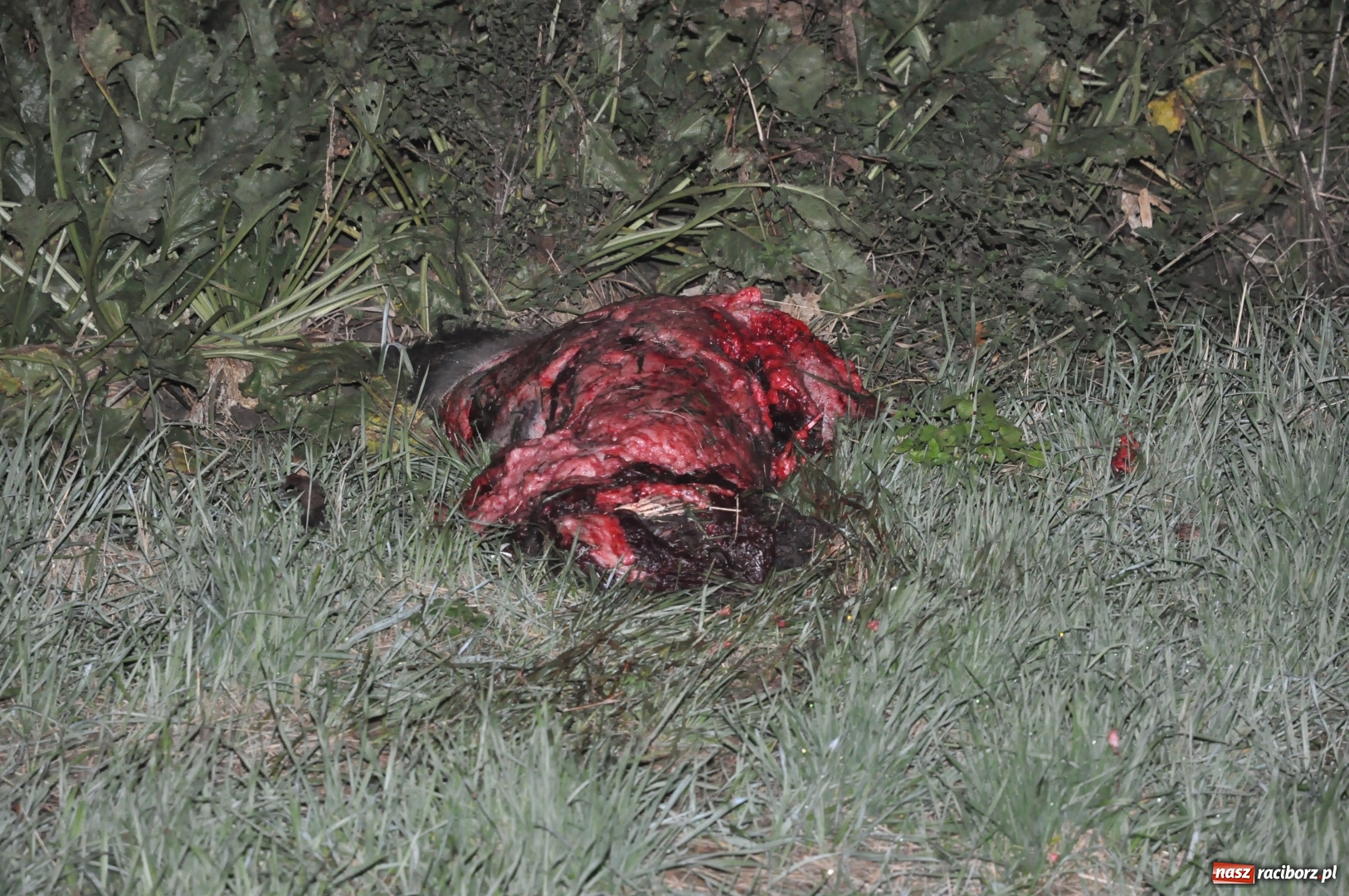 Zdjęcie w galerii na portalu naszraciborz.pl: O włos od tragedii. Nissan dachował na DK 45 pomiędzy Raciborzem a Bieńkowicami  wiadomości z regionu