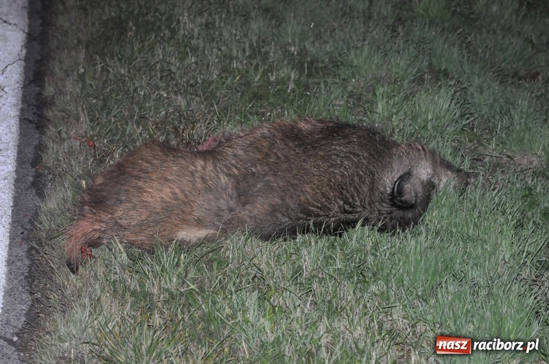 Zdjęcie w galerii na portalu naszraciborz.pl: Dzik był, ale się zmył, czyli gdzie się podziało przynajmniej jedno martwe zwierzę z kolizji na DK 45  wiadomości z regionu
