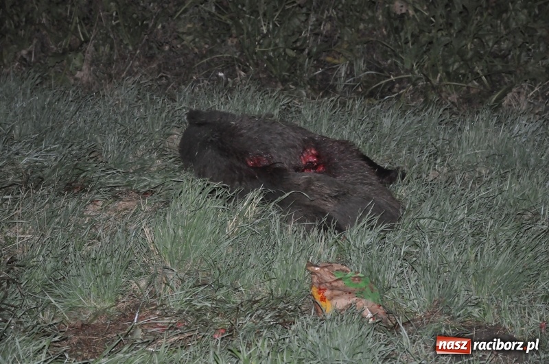 Zdjęcie w galerii na portalu naszraciborz.pl: Dzik był, ale się zmył, czyli gdzie się podziało przynajmniej jedno martwe zwierzę z kolizji na DK 45  wiadomości z regionu
