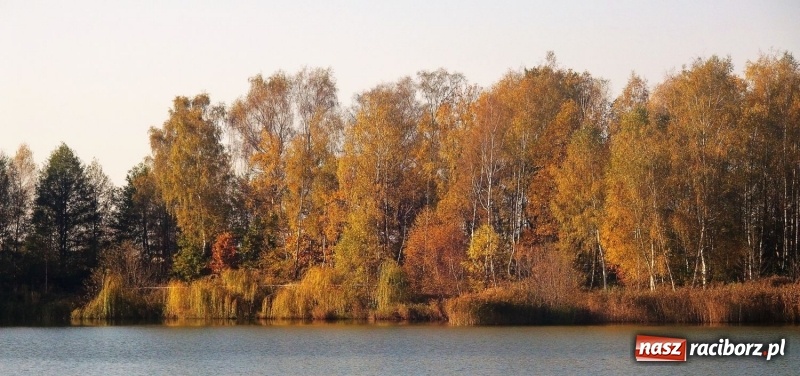 Zdjęcie w galerii na portalu naszraciborz.pl: W Nędzy łowili o puchar starosty. Babiczok zakończył sezon wiadomości z regionu