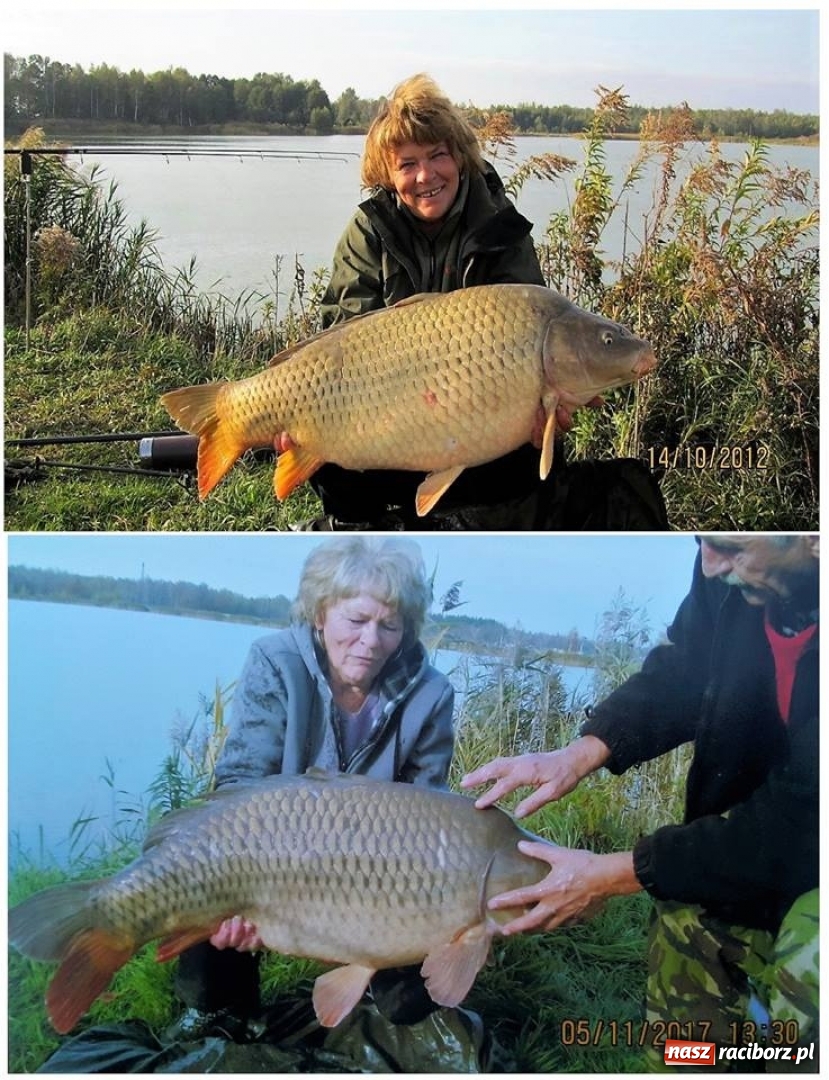 Zdjęcie w galerii na portalu naszraciborz.pl: Na Babiczoku rekord! Wielki karp na wędce pani Haliny wiadomości z regionu