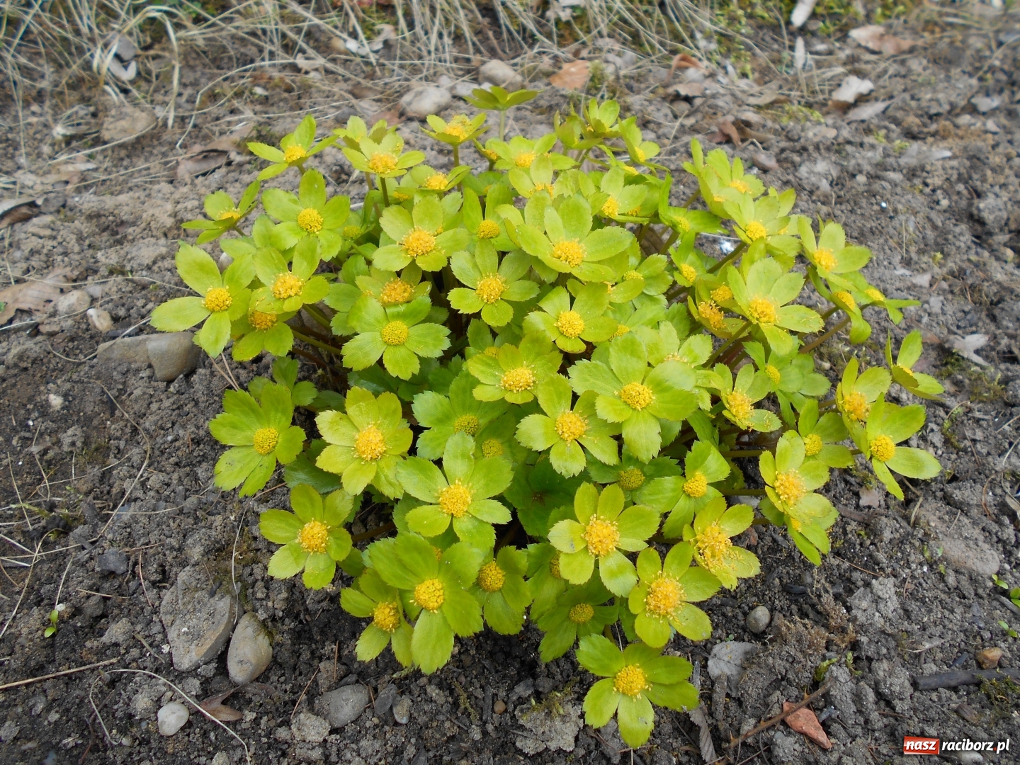 Zdjęcie w galerii na portalu naszraciborz.pl: Poznajemy piękno arboretów wiadomości z regionu
