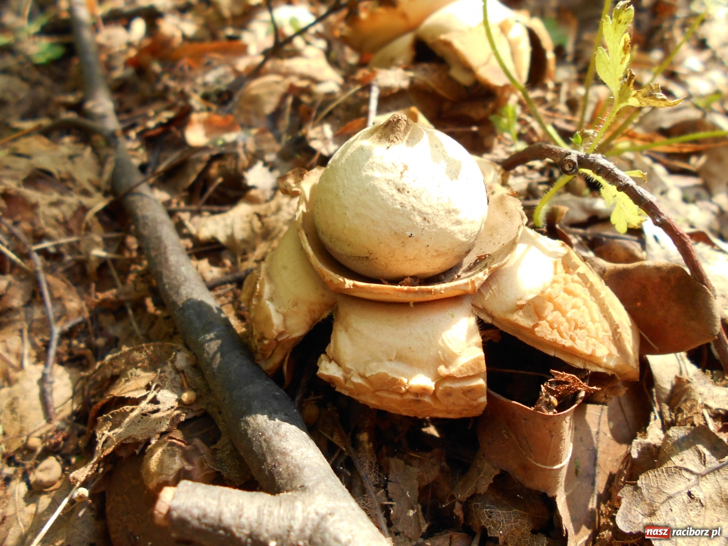 Zdjęcie w galerii na portalu naszraciborz.pl: Poznajemy piękno arboretów wiadomości z regionu