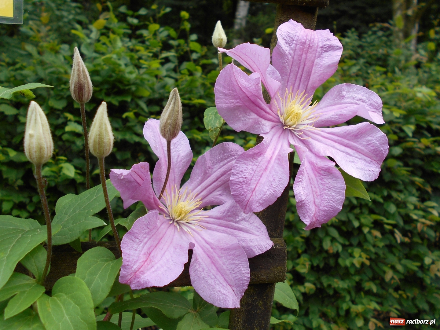 Zdjęcie w galerii na portalu naszraciborz.pl: Poznajemy piękno arboretów wiadomości z regionu