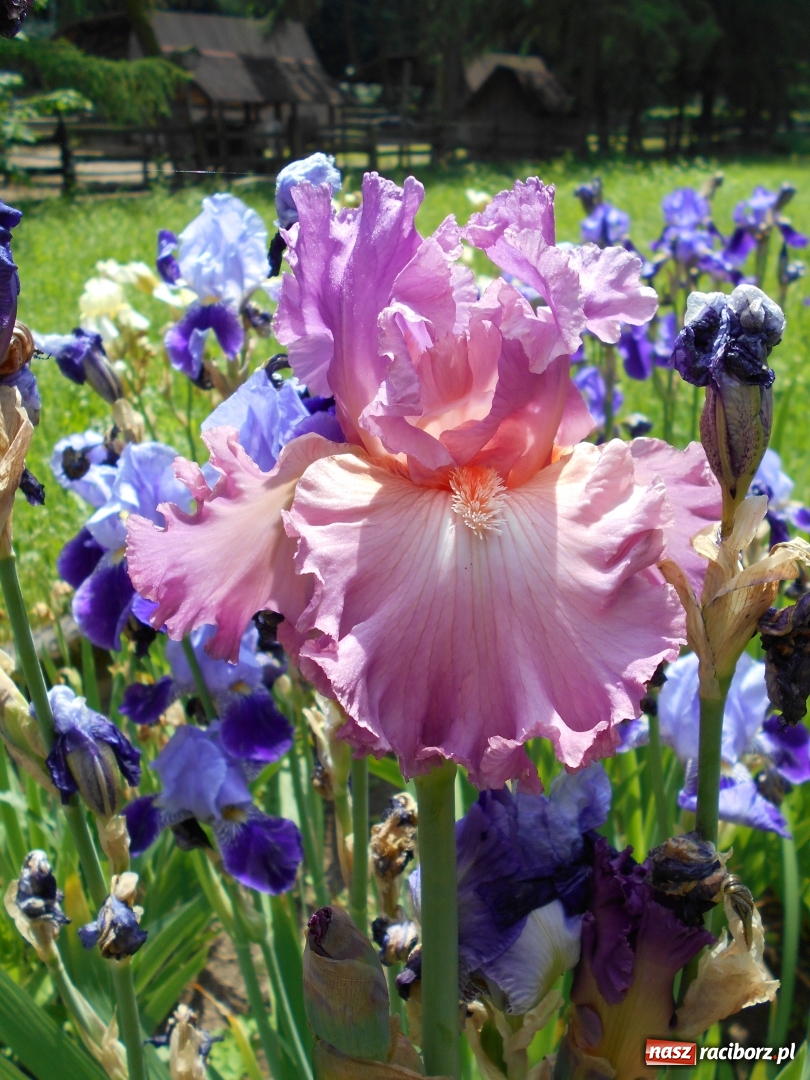 Zdjęcie w galerii na portalu naszraciborz.pl: Poznajemy piękno arboretów wiadomości z regionu