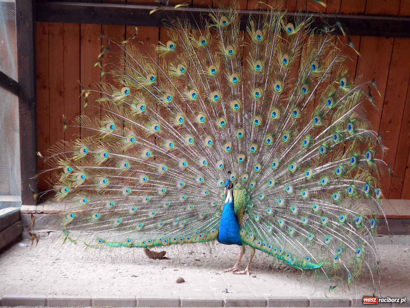 Zdjęcie w galerii na portalu naszraciborz.pl: Poznajemy piękno arboretów wiadomości z regionu