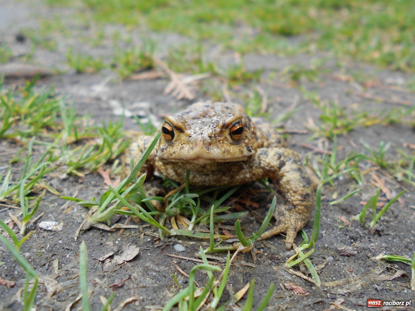 Zdjęcie w galerii na portalu naszraciborz.pl: Poznajemy piękno arboretów wiadomości z regionu