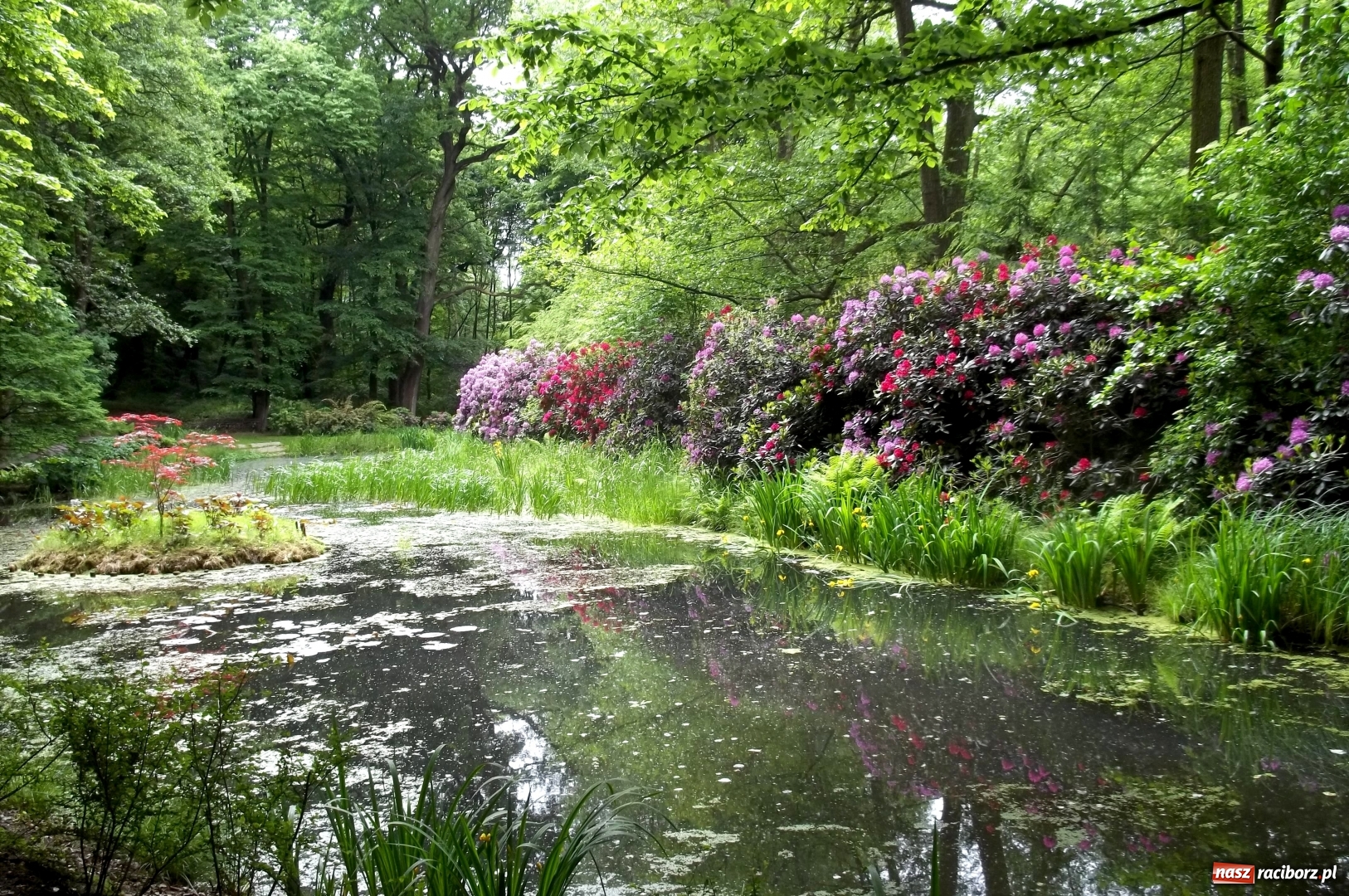 Zdjęcie w galerii na portalu naszraciborz.pl: Poznajemy piękno arboretów wiadomości z regionu