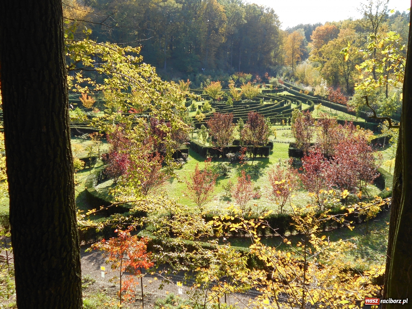 Zdjęcie w galerii na portalu naszraciborz.pl: Poznajemy piękno arboretów wiadomości z regionu