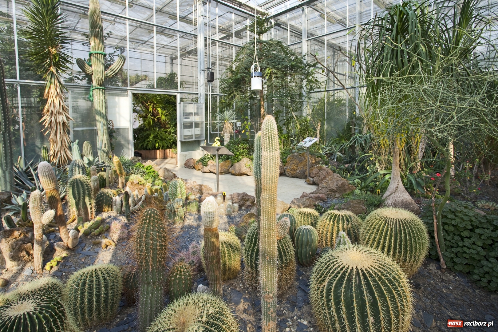 Zdjęcie w galerii na portalu naszraciborz.pl: Poznajemy piękno arboretów wiadomości z regionu