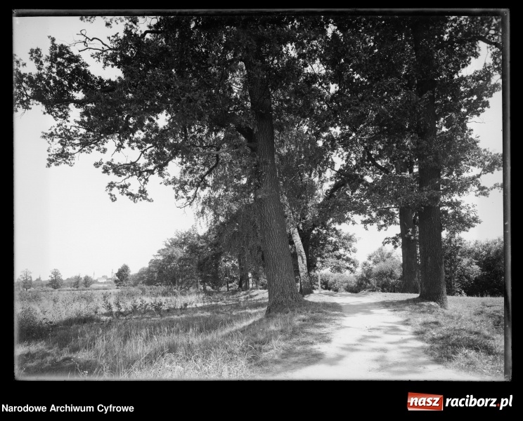 Zdjęcie w galerii na portalu naszraciborz.pl: To musisz zobaczyć! Kolekcja unikalnych starych raciborskich fotografii opublikowana przez Narodowe Archiwum Cyfrowe  wiadomości z regionu