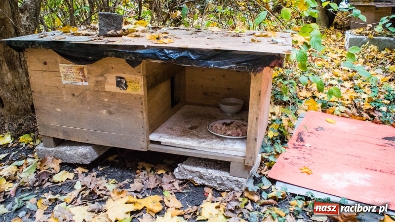 Zdjęcie w galerii na portalu naszraciborz.pl: Sodomy i Gomory w starym szpitalu ciąg dalszy. Czytelniczki alarmują o tym, co się dzieje w centrum Raciborza wiadomości z regionu