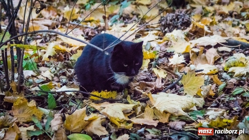 Zdjęcie w galerii na portalu naszraciborz.pl: Sodomy i Gomory w starym szpitalu ciąg dalszy. Czytelniczki alarmują o tym, co się dzieje w centrum Raciborza wiadomości z regionu