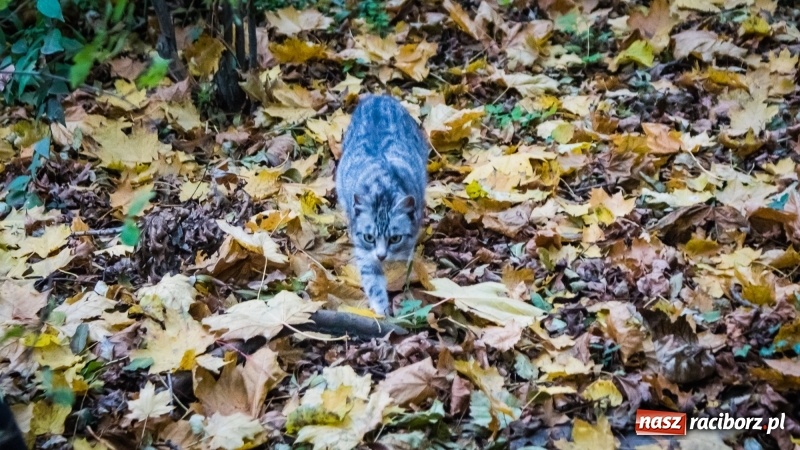 Zdjęcie w galerii na portalu naszraciborz.pl: Sodomy i Gomory w starym szpitalu ciąg dalszy. Czytelniczki alarmują o tym, co się dzieje w centrum Raciborza wiadomości z regionu