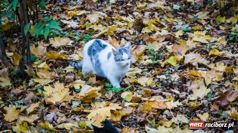 Zdjęcie w galerii na portalu naszraciborz.pl: Sodomy i Gomory w starym szpitalu ciąg dalszy. Czytelniczki alarmują o tym, co się dzieje w centrum Raciborza wiadomości z regionu