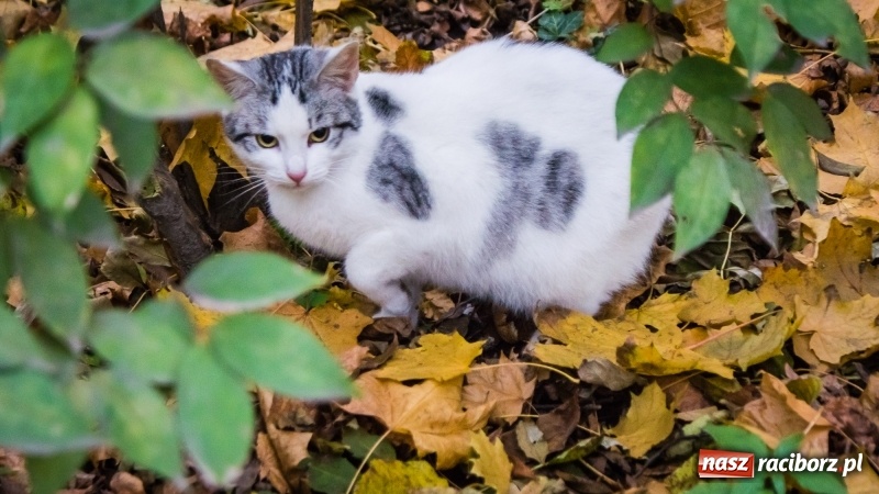 Zdjęcie w galerii na portalu naszraciborz.pl: Sodomy i Gomory w starym szpitalu ciąg dalszy. Czytelniczki alarmują o tym, co się dzieje w centrum Raciborza wiadomości z regionu