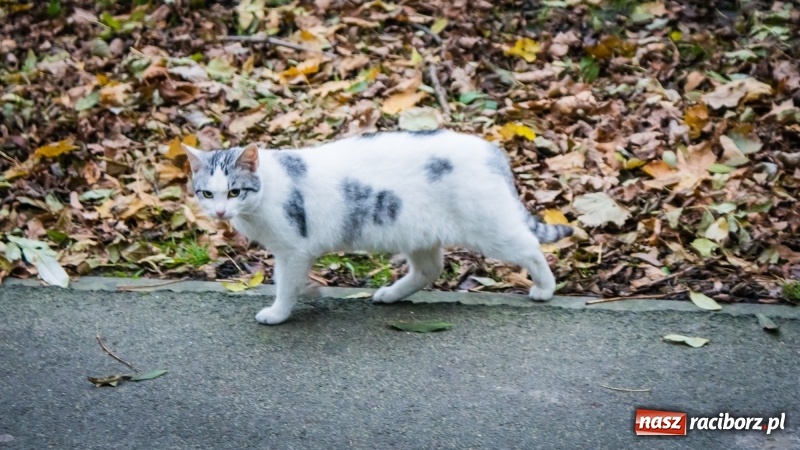 Zdjęcie w galerii na portalu naszraciborz.pl: Sodomy i Gomory w starym szpitalu ciąg dalszy. Czytelniczki alarmują o tym, co się dzieje w centrum Raciborza wiadomości z regionu