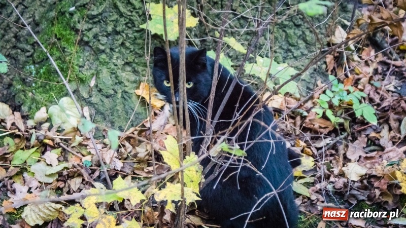 Zdjęcie w galerii na portalu naszraciborz.pl: Sodomy i Gomory w starym szpitalu ciąg dalszy. Czytelniczki alarmują o tym, co się dzieje w centrum Raciborza wiadomości z regionu