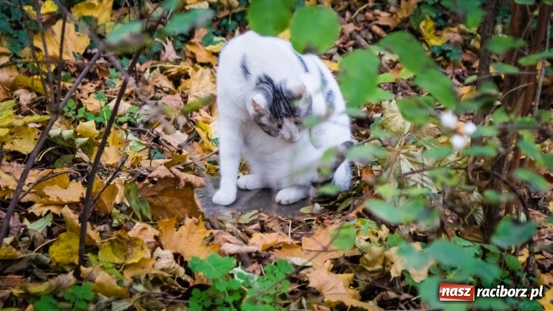 Zdjęcie w galerii na portalu naszraciborz.pl: Sodomy i Gomory w starym szpitalu ciąg dalszy. Czytelniczki alarmują o tym, co się dzieje w centrum Raciborza wiadomości z regionu