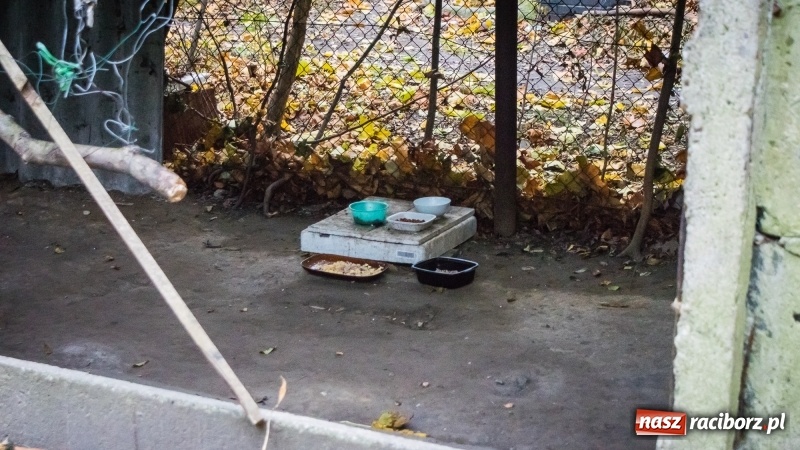 Zdjęcie w galerii na portalu naszraciborz.pl: Sodomy i Gomory w starym szpitalu ciąg dalszy. Czytelniczki alarmują o tym, co się dzieje w centrum Raciborza wiadomości z regionu