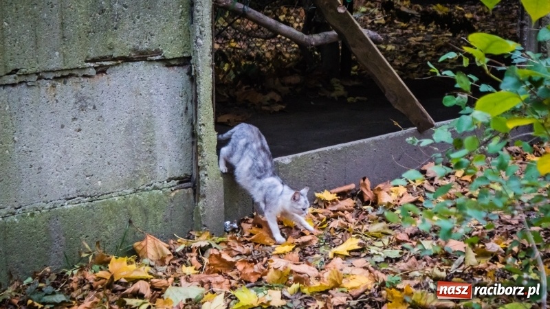 Zdjęcie w galerii na portalu naszraciborz.pl: Sodomy i Gomory w starym szpitalu ciąg dalszy. Czytelniczki alarmują o tym, co się dzieje w centrum Raciborza wiadomości z regionu