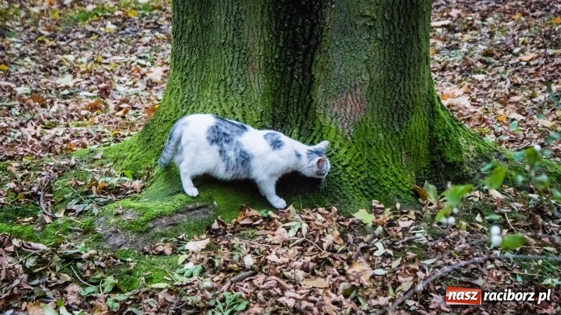 Zdjęcie w galerii na portalu naszraciborz.pl: Sodomy i Gomory w starym szpitalu ciąg dalszy. Czytelniczki alarmują o tym, co się dzieje w centrum Raciborza wiadomości z regionu