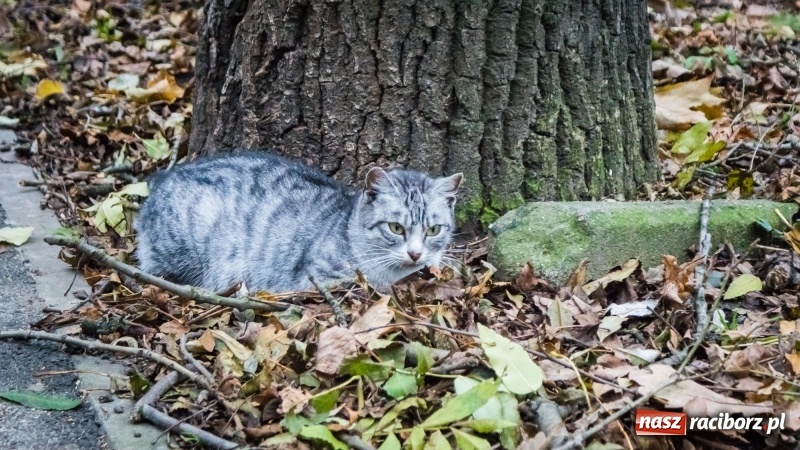 Zdjęcie w galerii na portalu naszraciborz.pl: Sodomy i Gomory w starym szpitalu ciąg dalszy. Czytelniczki alarmują o tym, co się dzieje w centrum Raciborza wiadomości z regionu