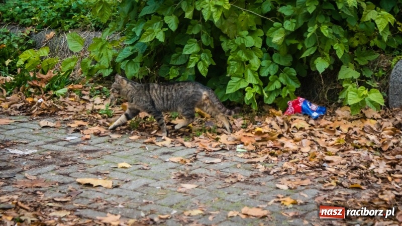 Zdjęcie w galerii na portalu naszraciborz.pl: Sodomy i Gomory w starym szpitalu ciąg dalszy. Czytelniczki alarmują o tym, co się dzieje w centrum Raciborza wiadomości z regionu