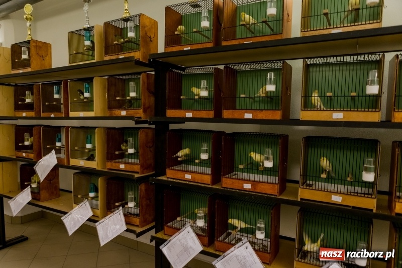 Zdjęcie w galerii na portalu naszraciborz.pl: Ornitologiczne mistrzostwa ziemi raciborskiej w dawnym Labiryncie  wiadomości z regionu