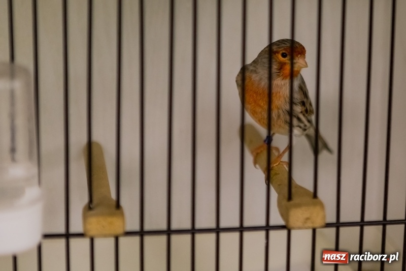 Zdjęcie w galerii na portalu naszraciborz.pl: Ornitologiczne mistrzostwa ziemi raciborskiej w dawnym Labiryncie  wiadomości z regionu