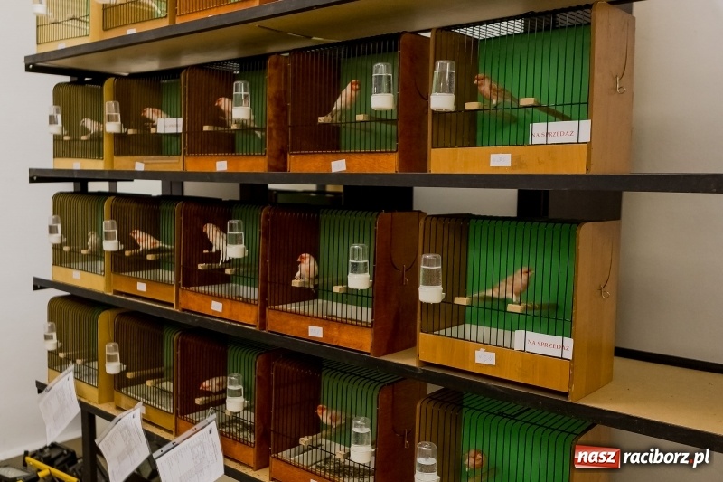 Zdjęcie w galerii na portalu naszraciborz.pl: Ornitologiczne mistrzostwa ziemi raciborskiej w dawnym Labiryncie  wiadomości z regionu