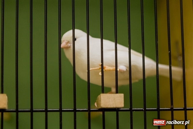 Zdjęcie w galerii na portalu naszraciborz.pl: Ornitologiczne mistrzostwa ziemi raciborskiej w dawnym Labiryncie  wiadomości z regionu