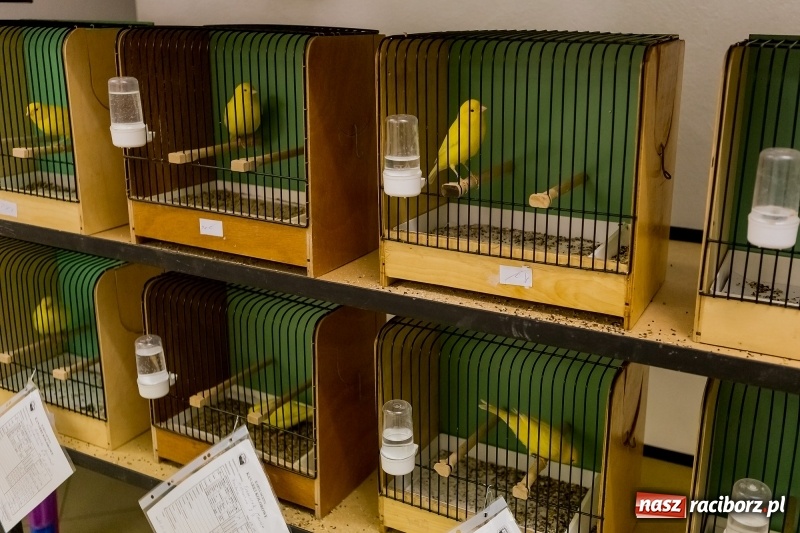 Zdjęcie w galerii na portalu naszraciborz.pl: Ornitologiczne mistrzostwa ziemi raciborskiej w dawnym Labiryncie  wiadomości z regionu