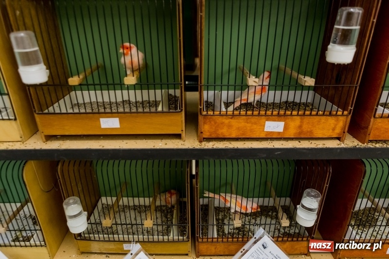 Zdjęcie w galerii na portalu naszraciborz.pl: Ornitologiczne mistrzostwa ziemi raciborskiej w dawnym Labiryncie  wiadomości z regionu