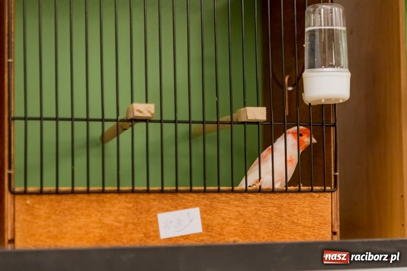 Zdjęcie w galerii na portalu naszraciborz.pl: Ornitologiczne mistrzostwa ziemi raciborskiej w dawnym Labiryncie  wiadomości z regionu