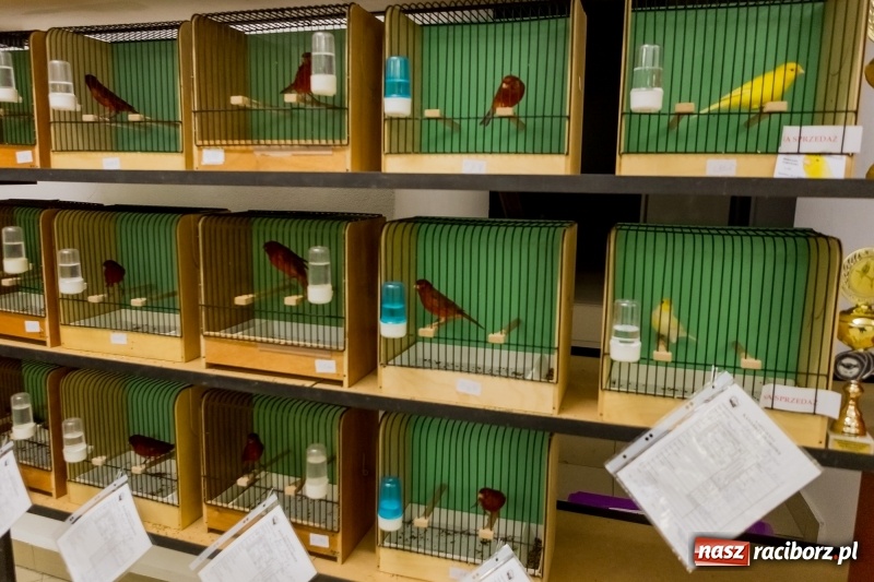 Zdjęcie w galerii na portalu naszraciborz.pl: Ornitologiczne mistrzostwa ziemi raciborskiej w dawnym Labiryncie  wiadomości z regionu