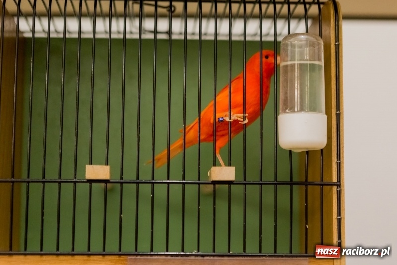 Zdjęcie w galerii na portalu naszraciborz.pl: Ornitologiczne mistrzostwa ziemi raciborskiej w dawnym Labiryncie  wiadomości z regionu