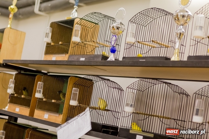 Zdjęcie w galerii na portalu naszraciborz.pl: Ornitologiczne mistrzostwa ziemi raciborskiej w dawnym Labiryncie  wiadomości z regionu