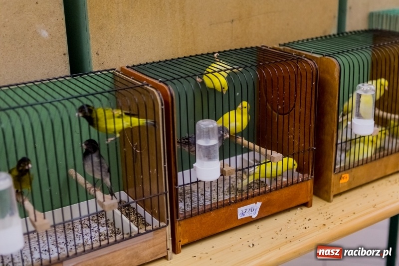 Zdjęcie w galerii na portalu naszraciborz.pl: Ornitologiczne mistrzostwa ziemi raciborskiej w dawnym Labiryncie  wiadomości z regionu