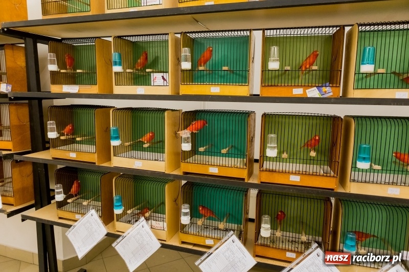 Zdjęcie w galerii na portalu naszraciborz.pl: Ornitologiczne mistrzostwa ziemi raciborskiej w dawnym Labiryncie  wiadomości z regionu