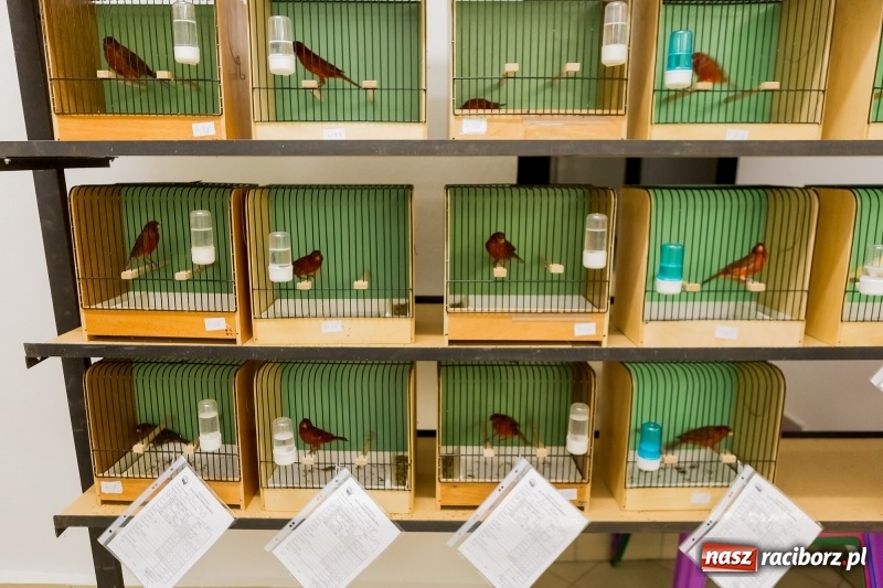 Zdjęcie w galerii na portalu naszraciborz.pl: Ornitologiczne mistrzostwa ziemi raciborskiej w dawnym Labiryncie  wiadomości z regionu