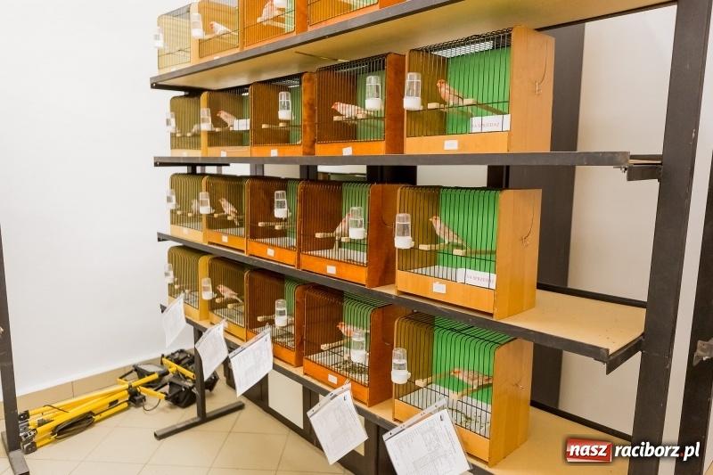 Zdjęcie w galerii na portalu naszraciborz.pl: Ornitologiczne mistrzostwa ziemi raciborskiej w dawnym Labiryncie  wiadomości z regionu