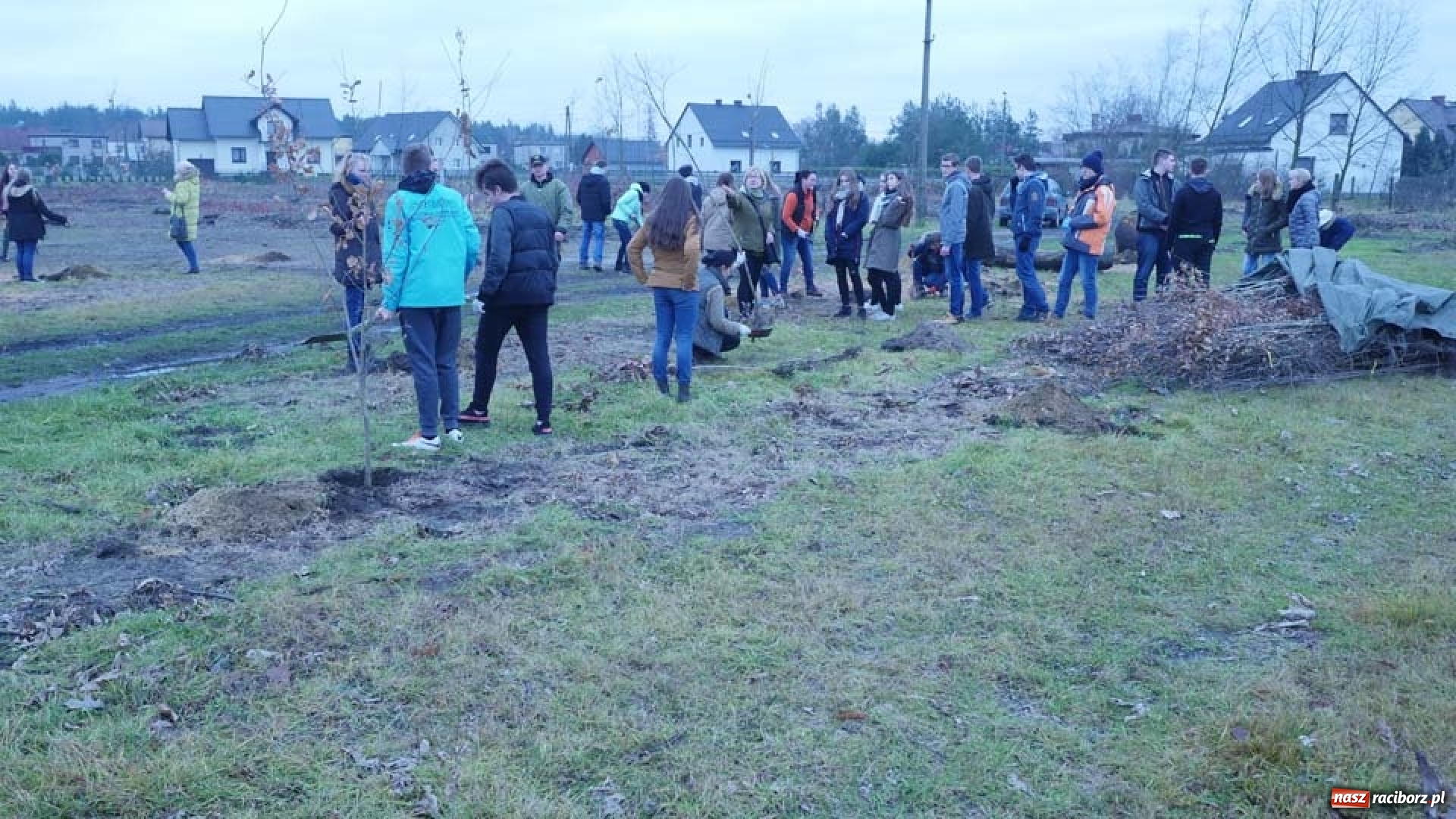 Zdjęcie w galerii na portalu naszraciborz.pl: Nasadzenie drzew w Parku Dębina wiadomości z regionu