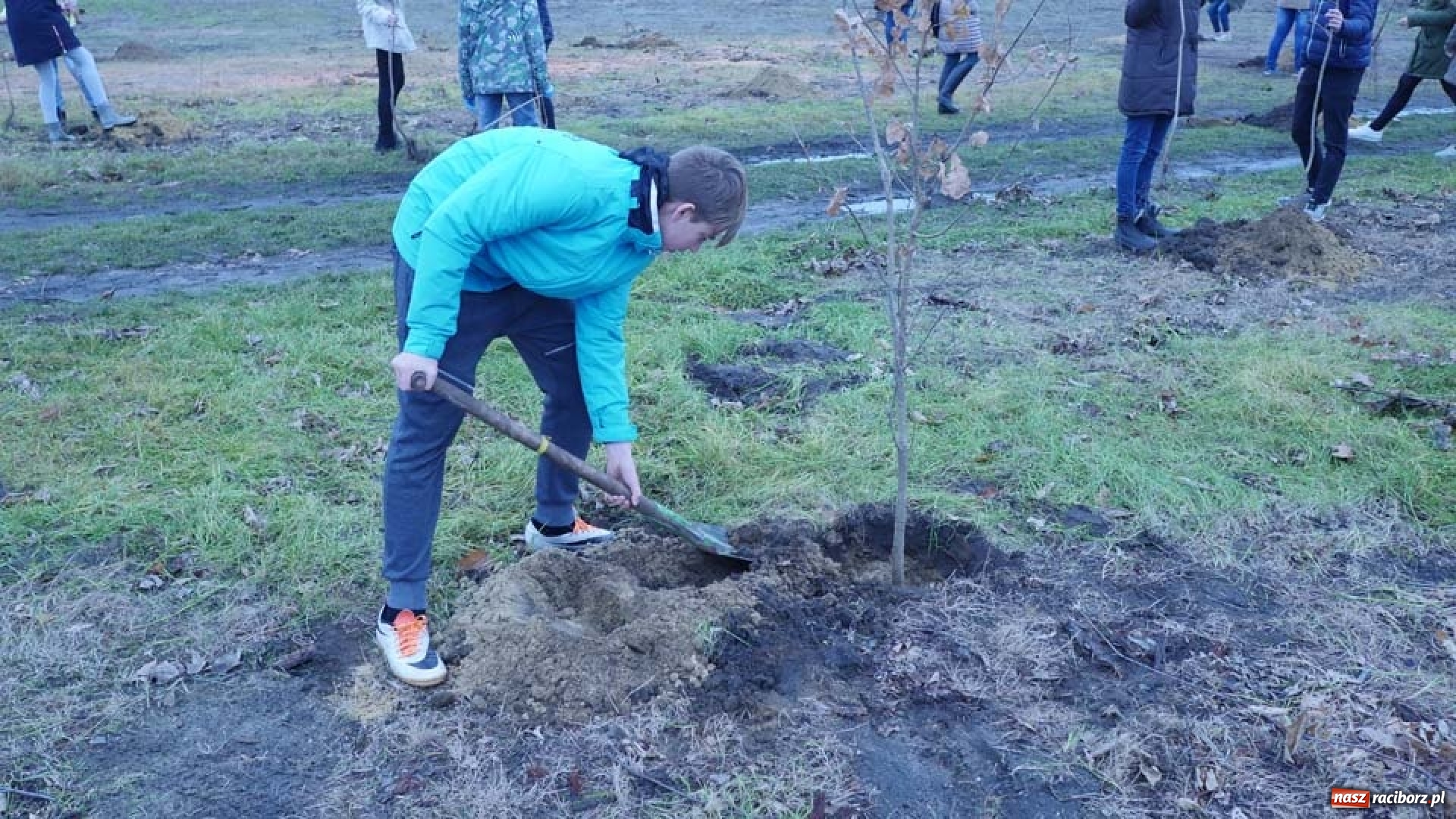 Zdjęcie w galerii na portalu naszraciborz.pl: Nasadzenie drzew w Parku Dębina wiadomości z regionu